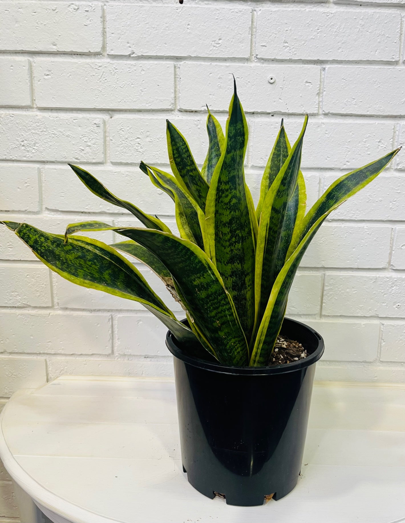 Mother in law/snake plant medium