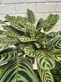 Large Calathea Plant