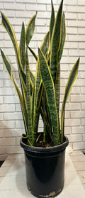 Large Snake Plant