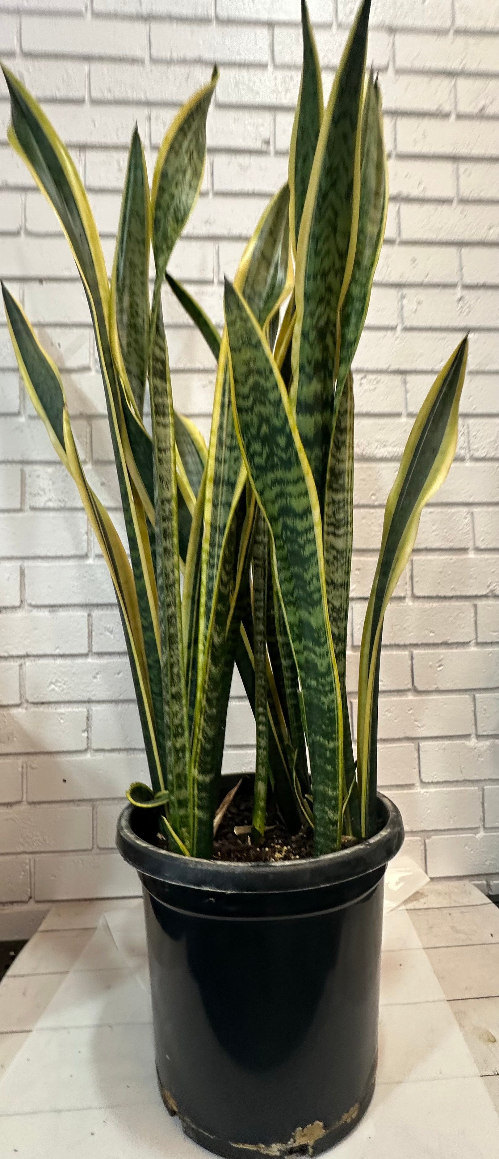 Large Snake Plant