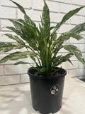 Peace Lilly Domino