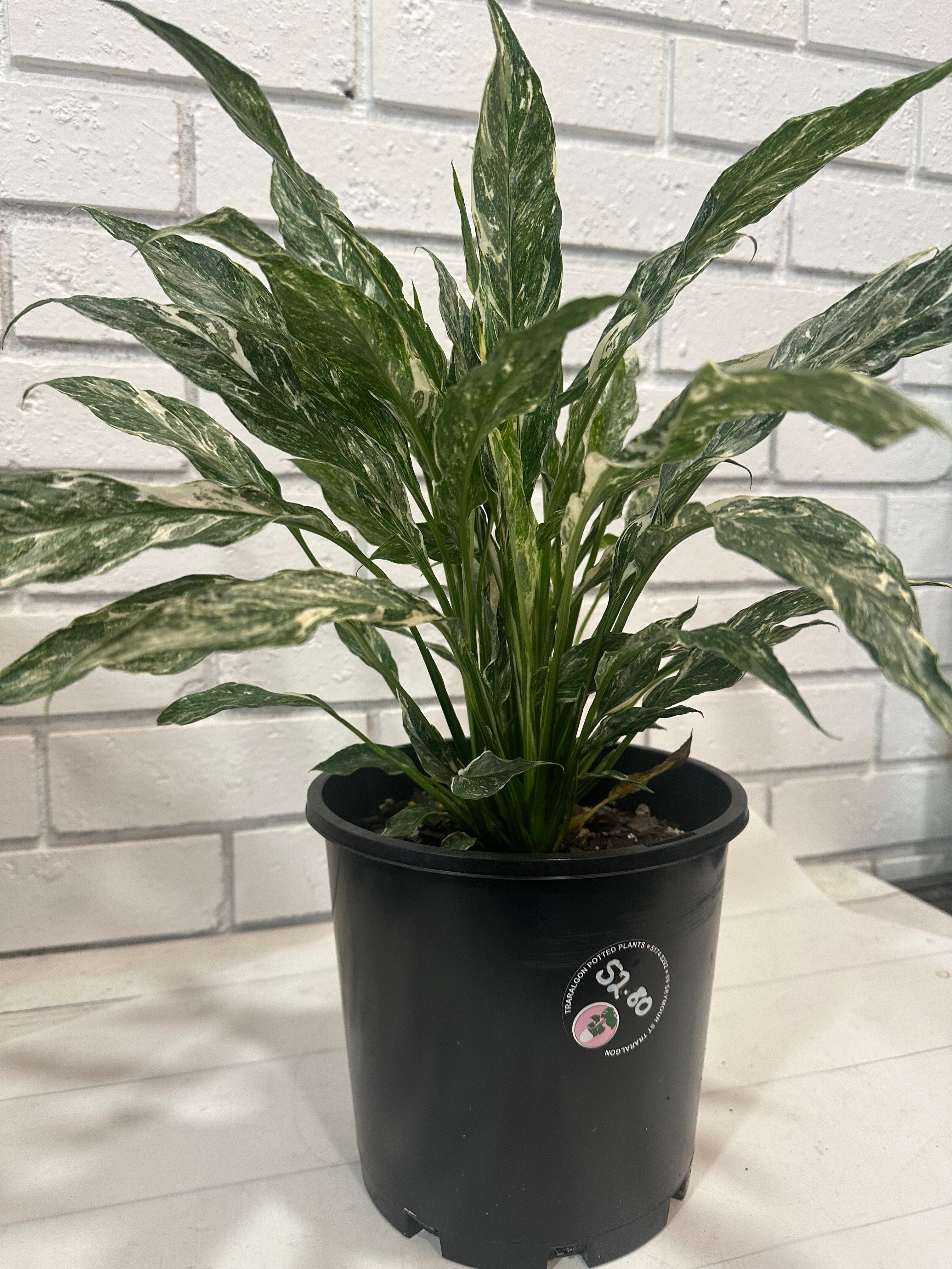 Peace Lilly Domino