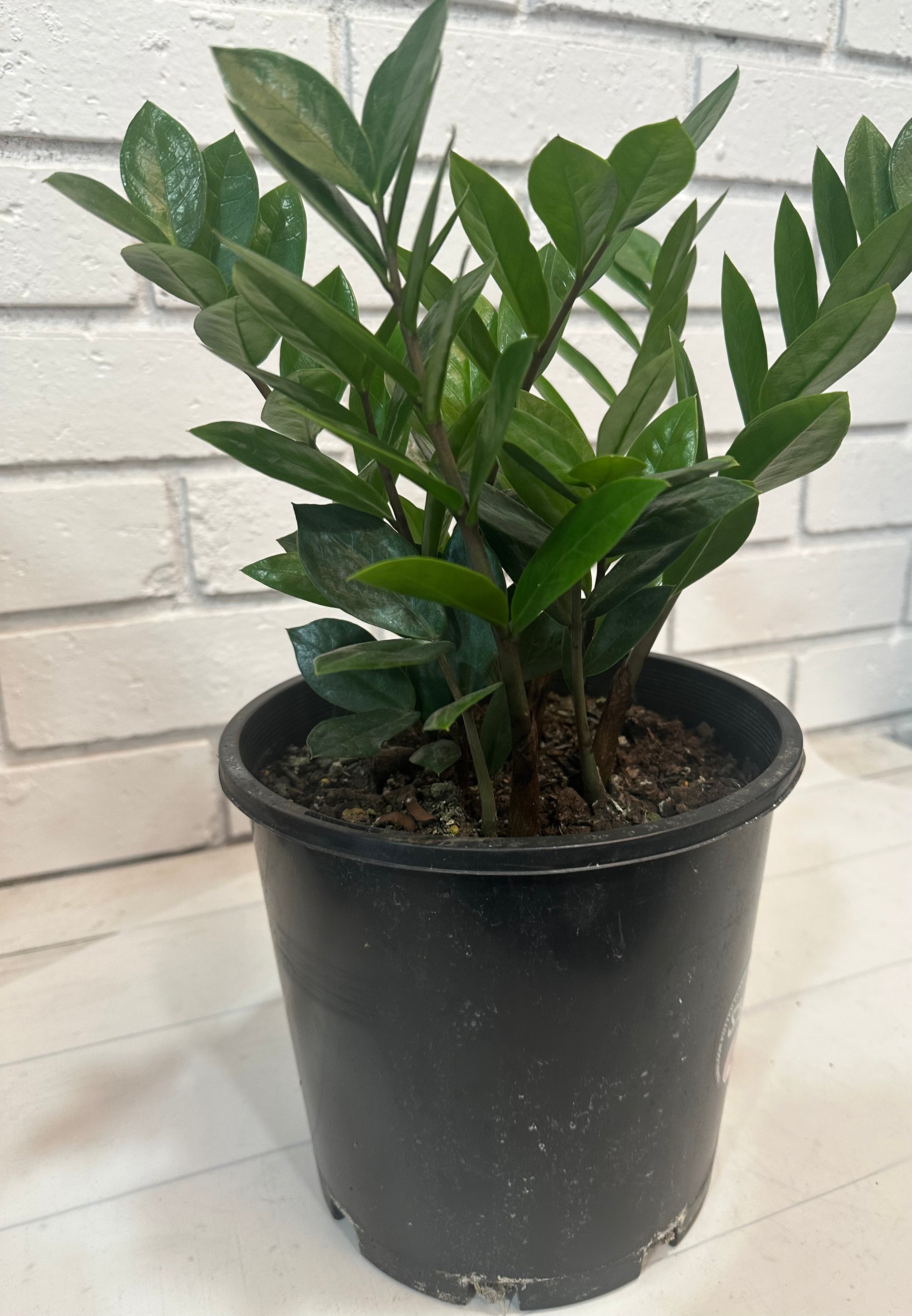 ZZ (Zamioculcas zamiifolia)