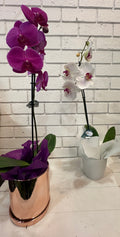 Orchid Plant