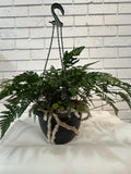 Rabbit’s Foot Fern - Hanging pot - Medium