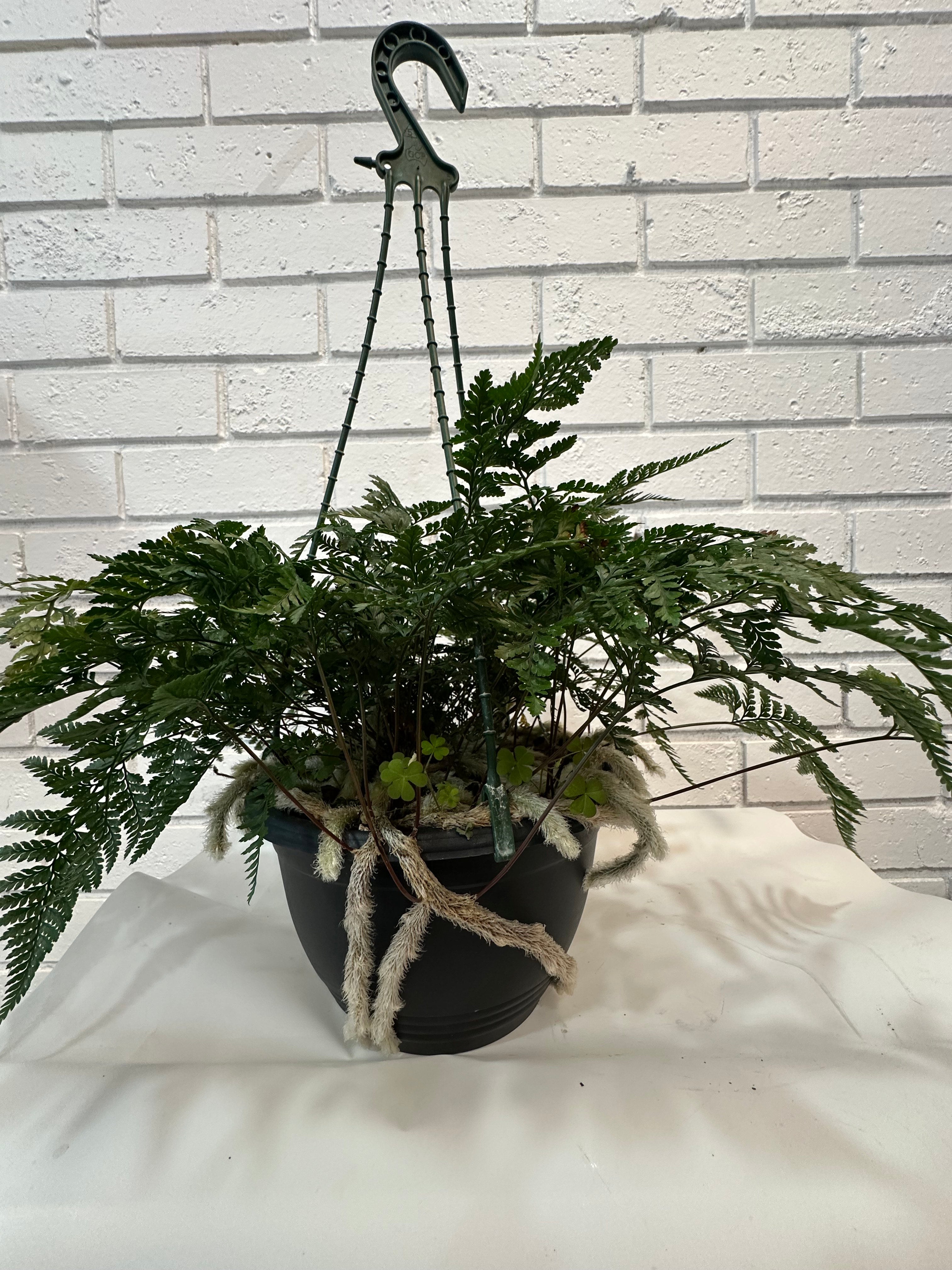 Rabbit’s Foot Fern - Hanging pot - Medium
