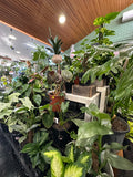 Florist Choice - Indoor Plant