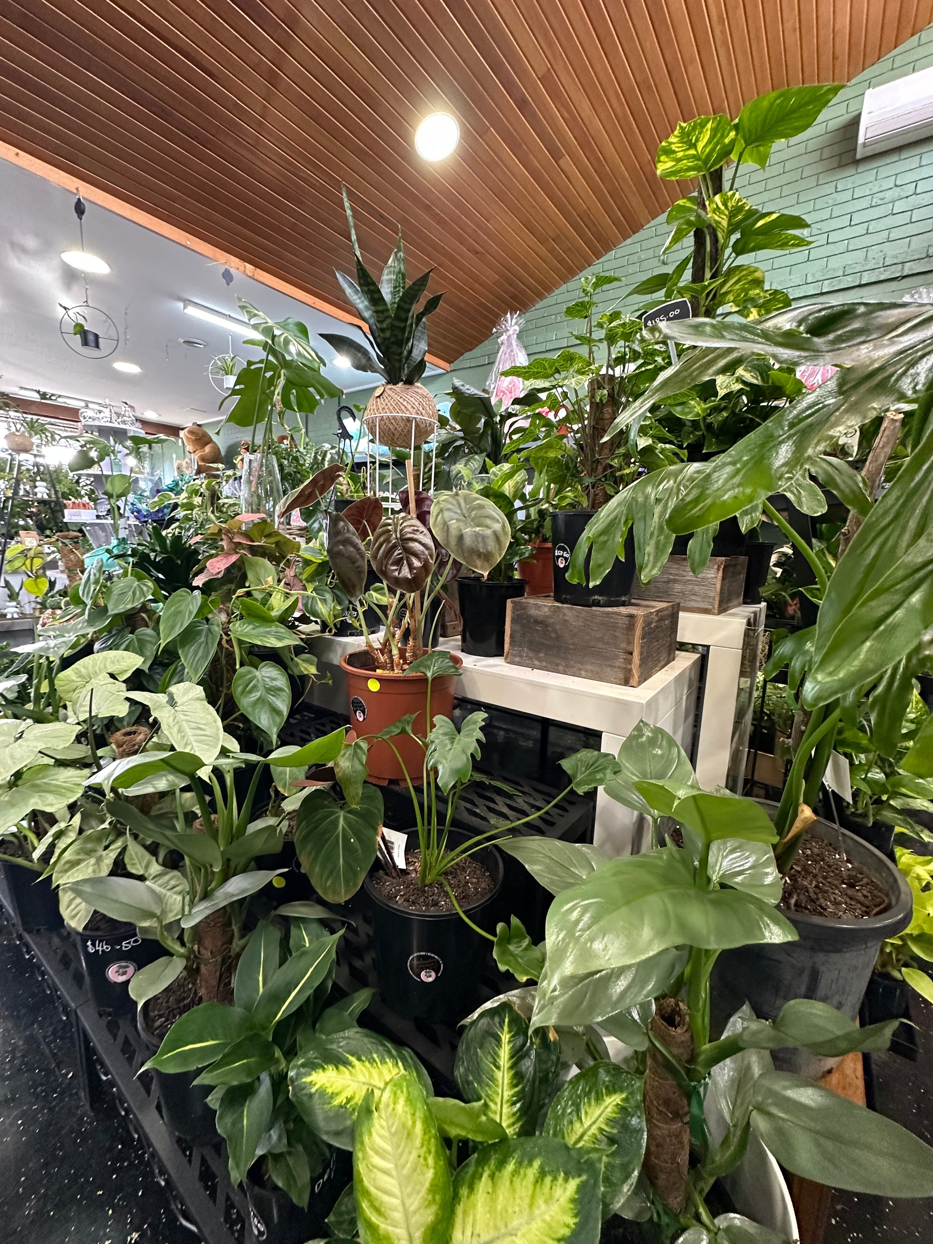 Florist Choice - Indoor Plant