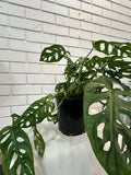 Swiss Cheese Monstera Deliciosa Plant - Medium